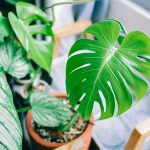 Zelený spoj – rostliny a houby v harmonii